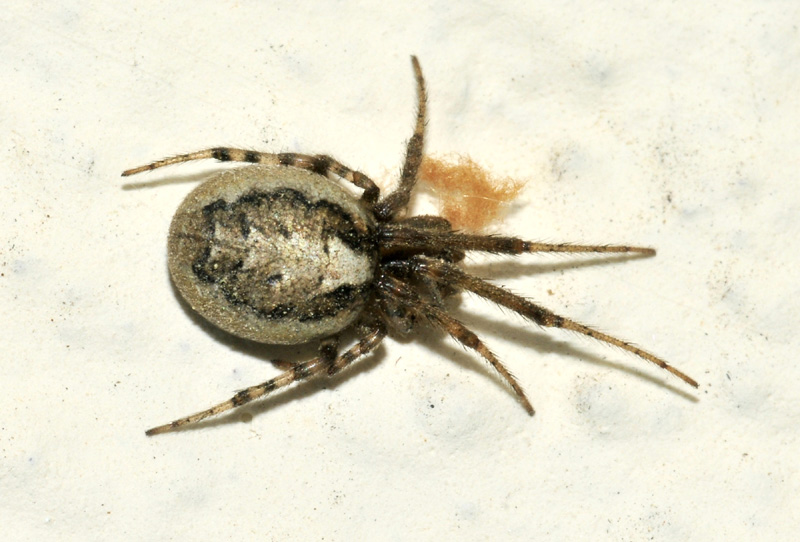 Araneidae: Zygiella x-notata  -  Sassuolo (MO)